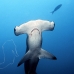 shark_hammerhead_scalloped_ci_h_0055_cr.jpg